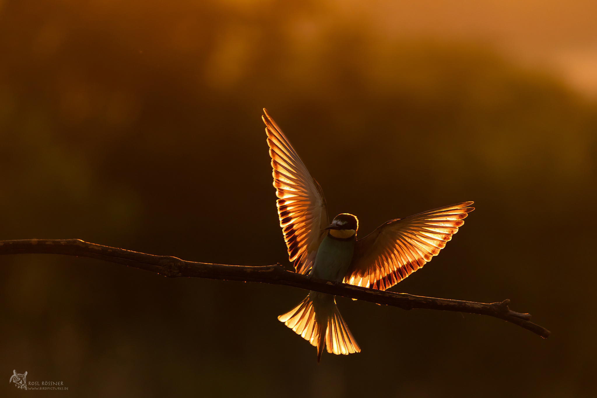 bienenfresser-4125-2