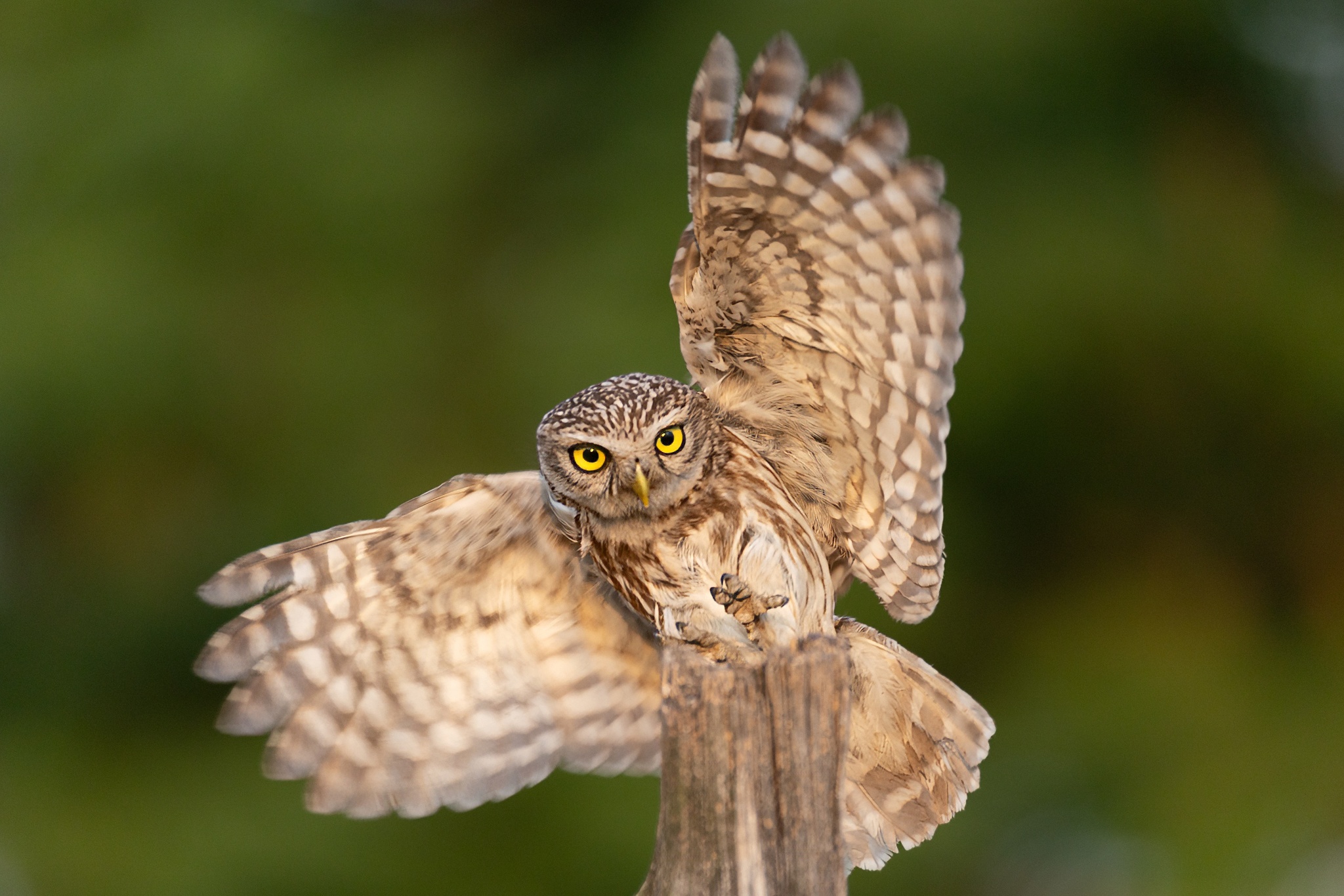 steinkauz-_H6A3794-2