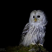 Habichtskauz_88I3979