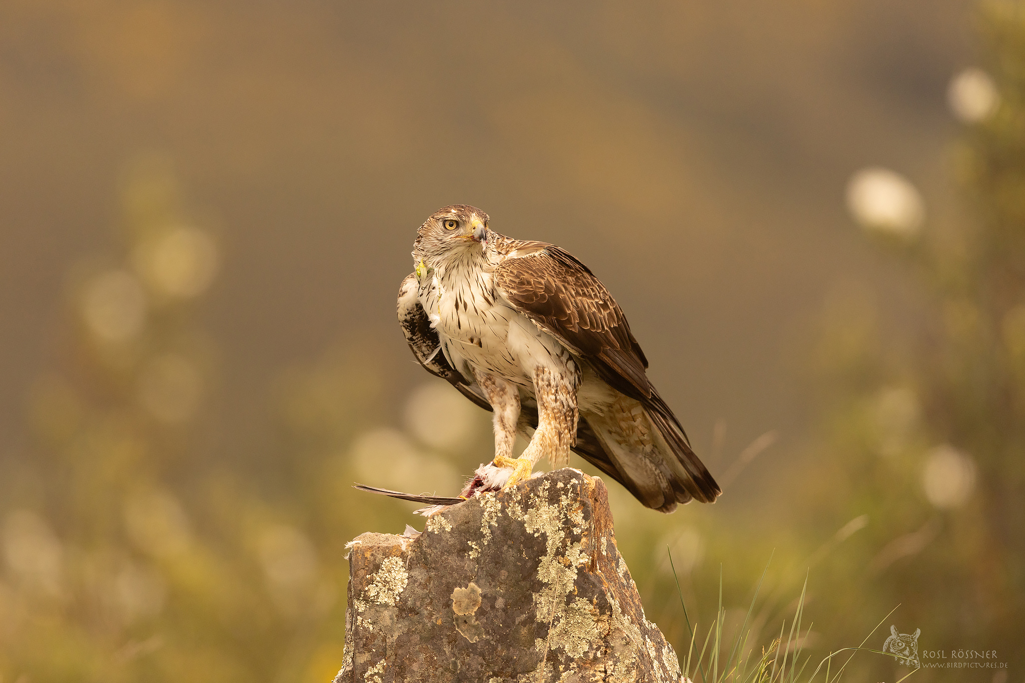 habichtsadler-2043