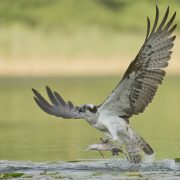 _DSC6572-DeNoiseAI