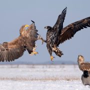 WtE-fighting-1800-Kanyo-Peter