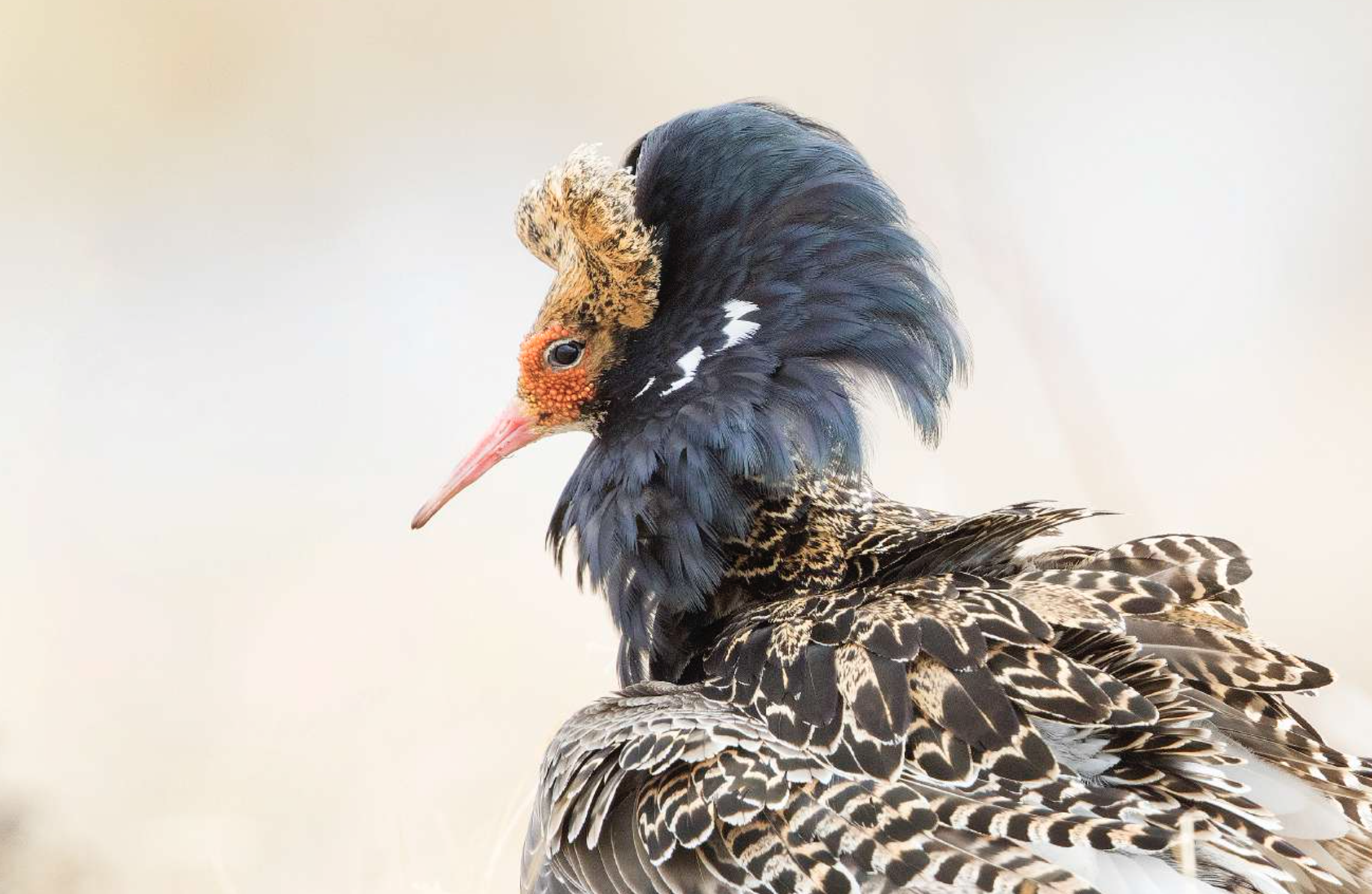 Bildschirmfoto 2026-01-12 um 17.16.31