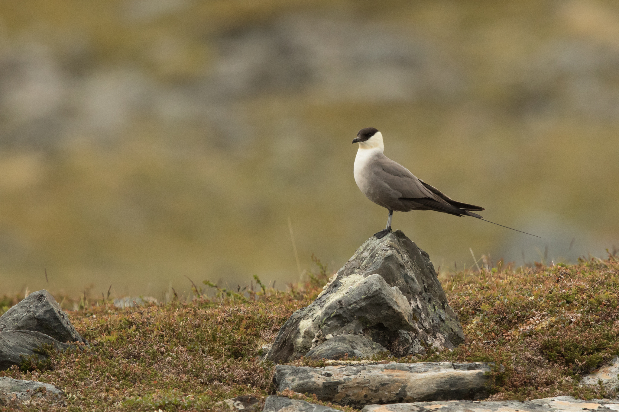 falkenraubmoewe-0648