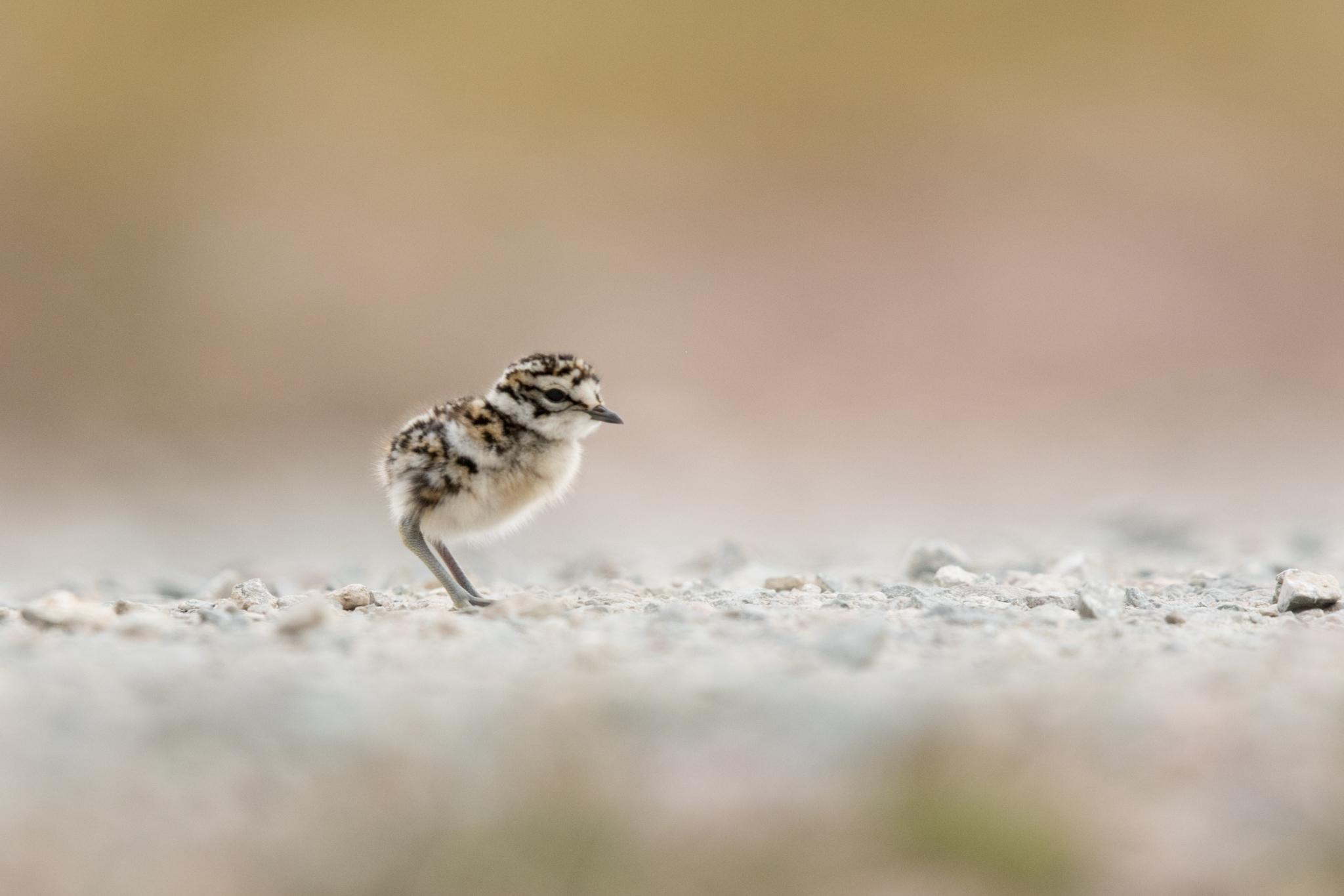 mornellregenpfeifer-6125