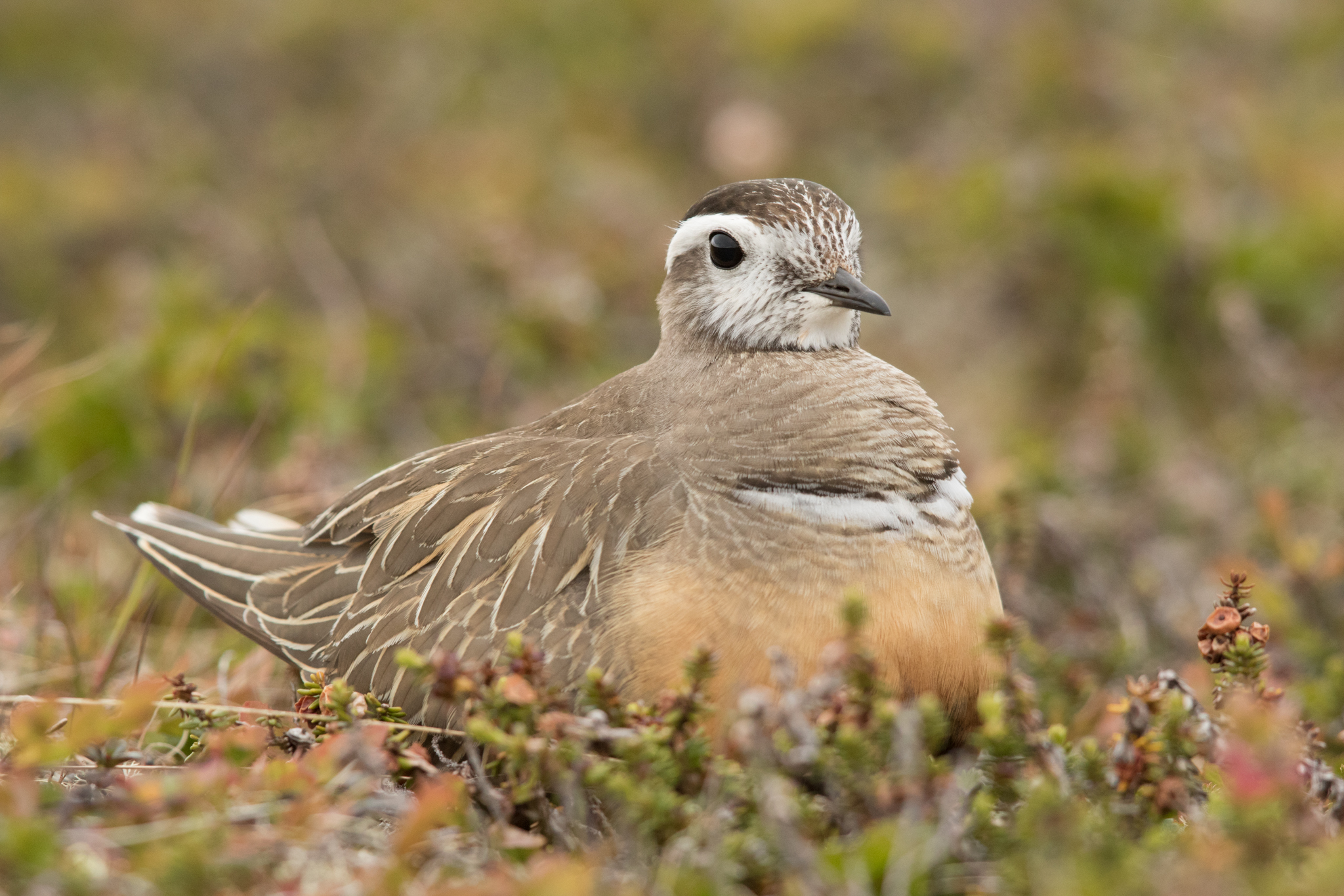 mornellregenpfeifer-7188