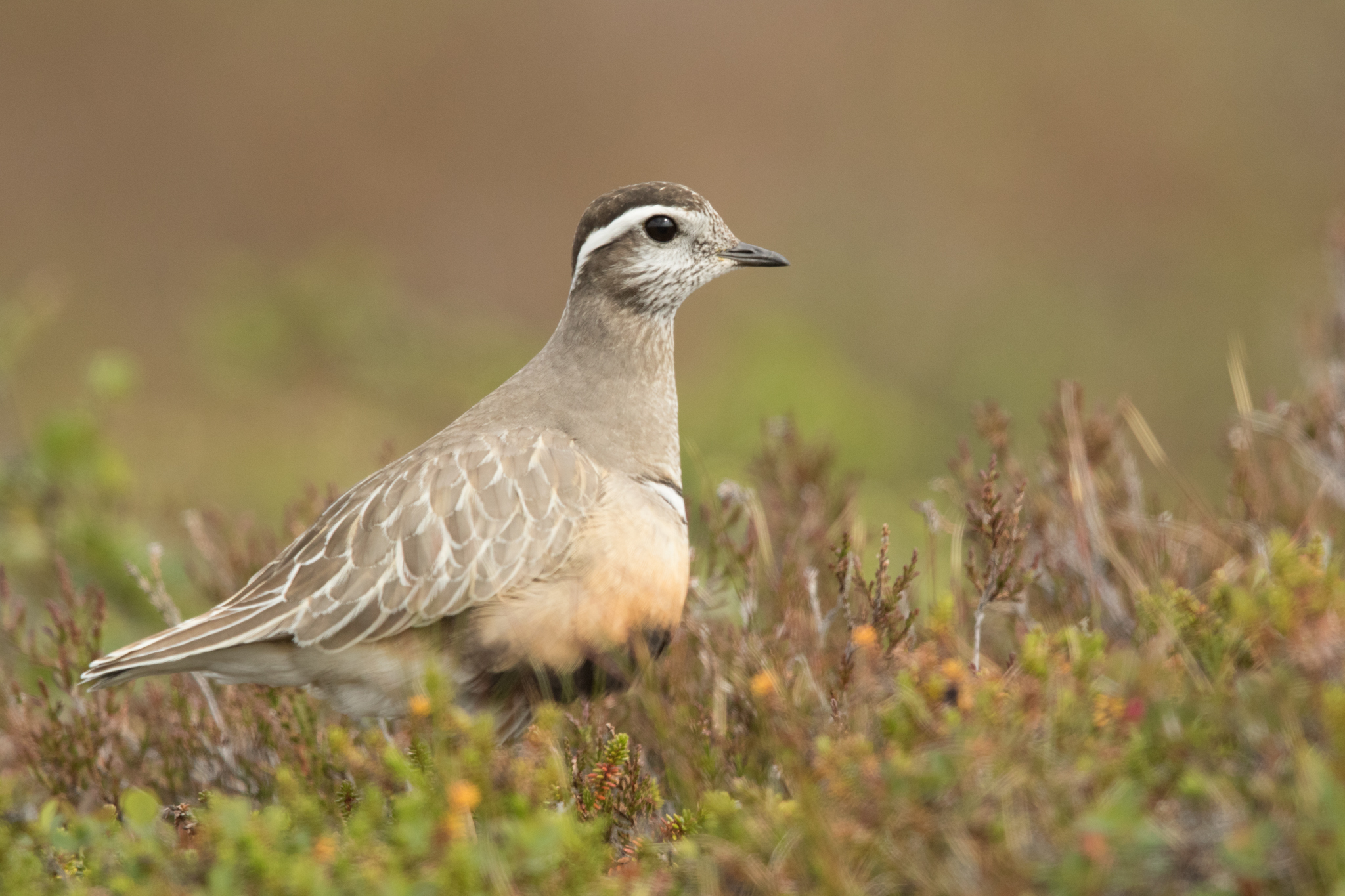 mornellregenpfeifer-8502