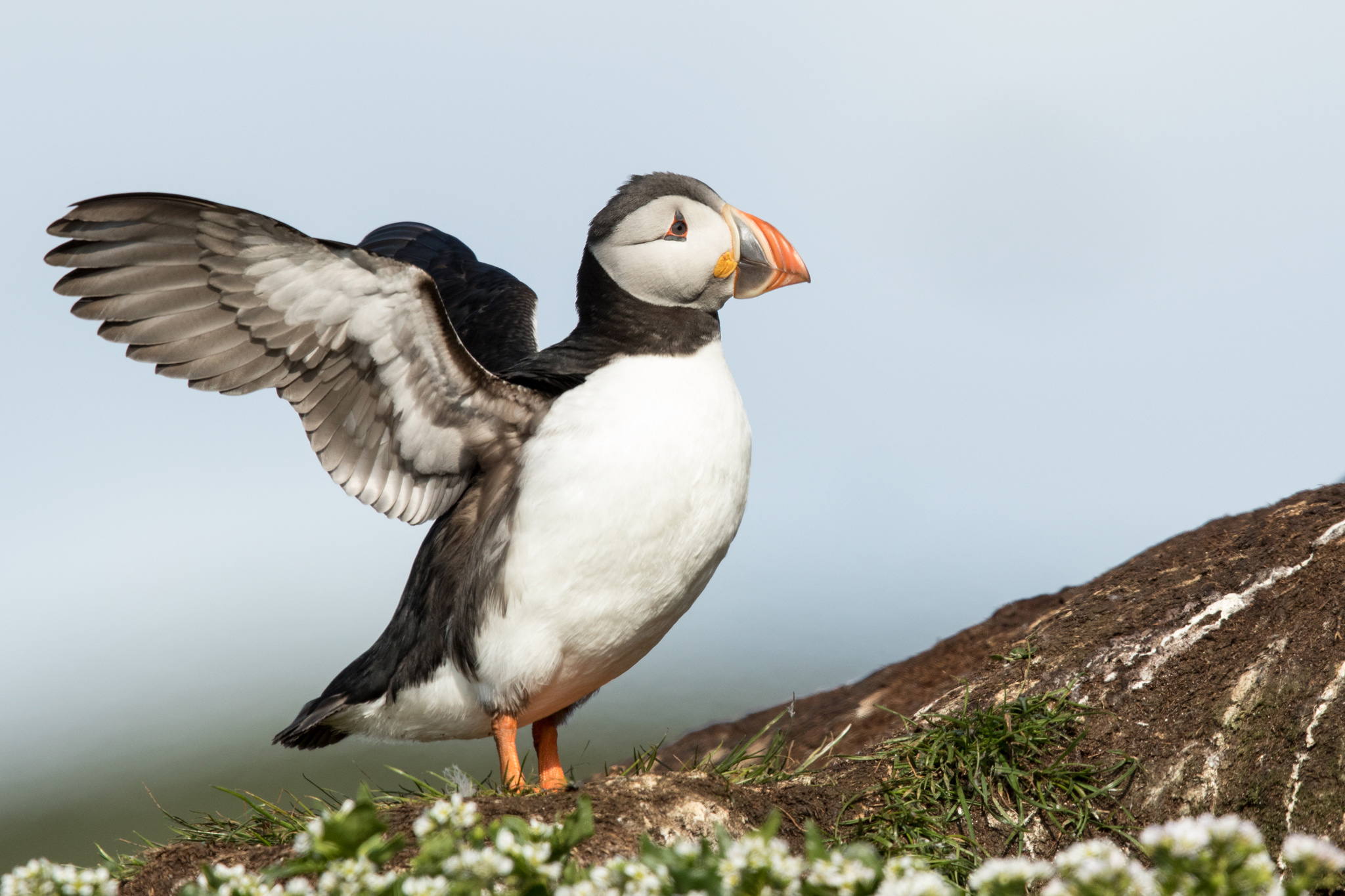 papageitaucher-8232 papageitaucher-8232