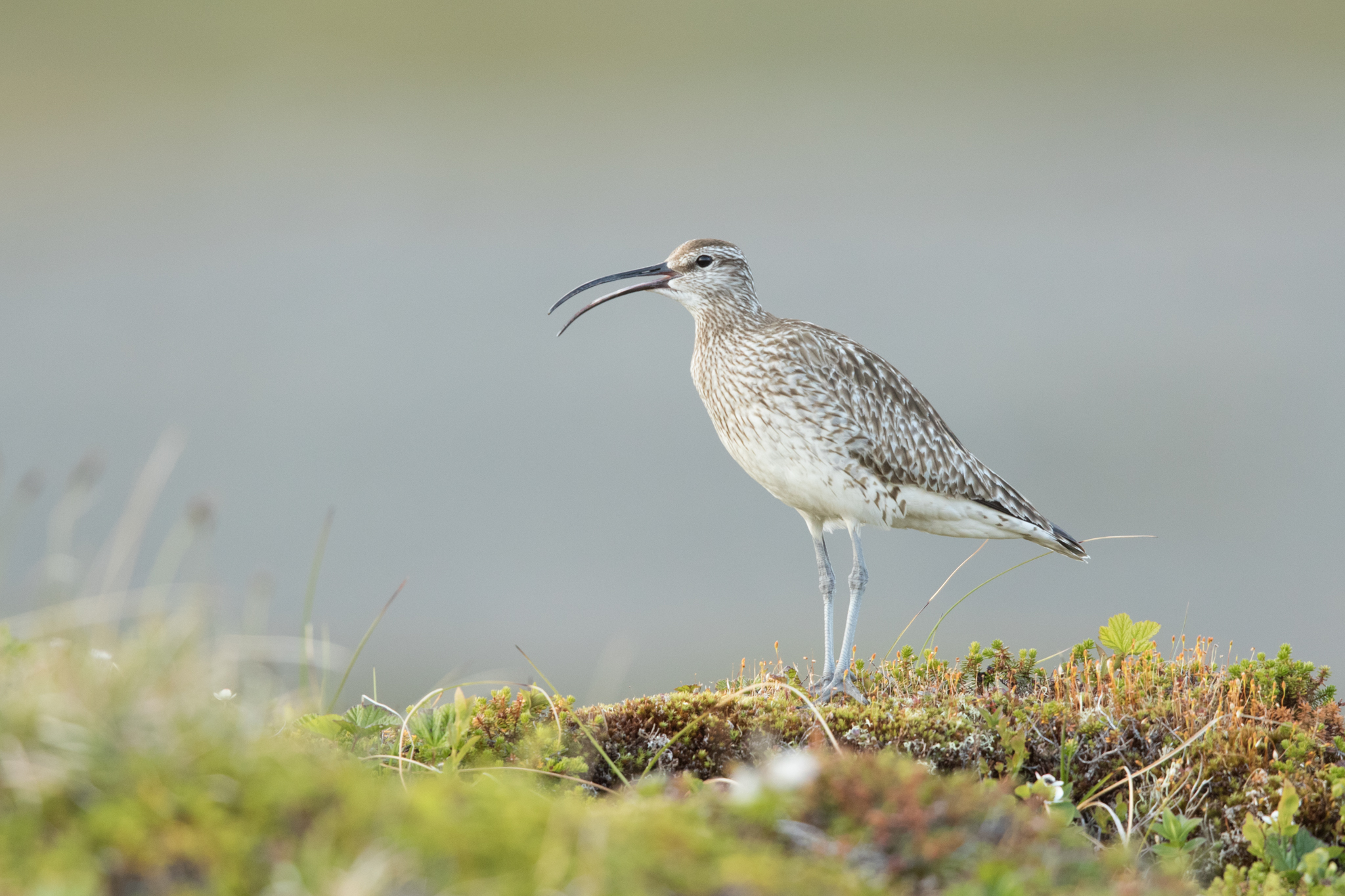 regenbrachvogel-5068